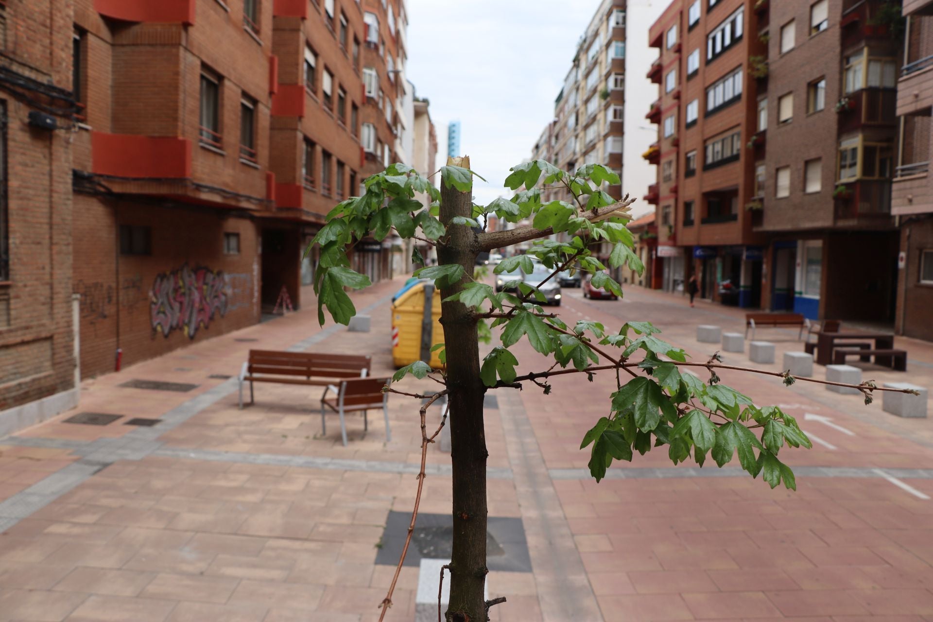 18 árboles destrozados en Padre Isla