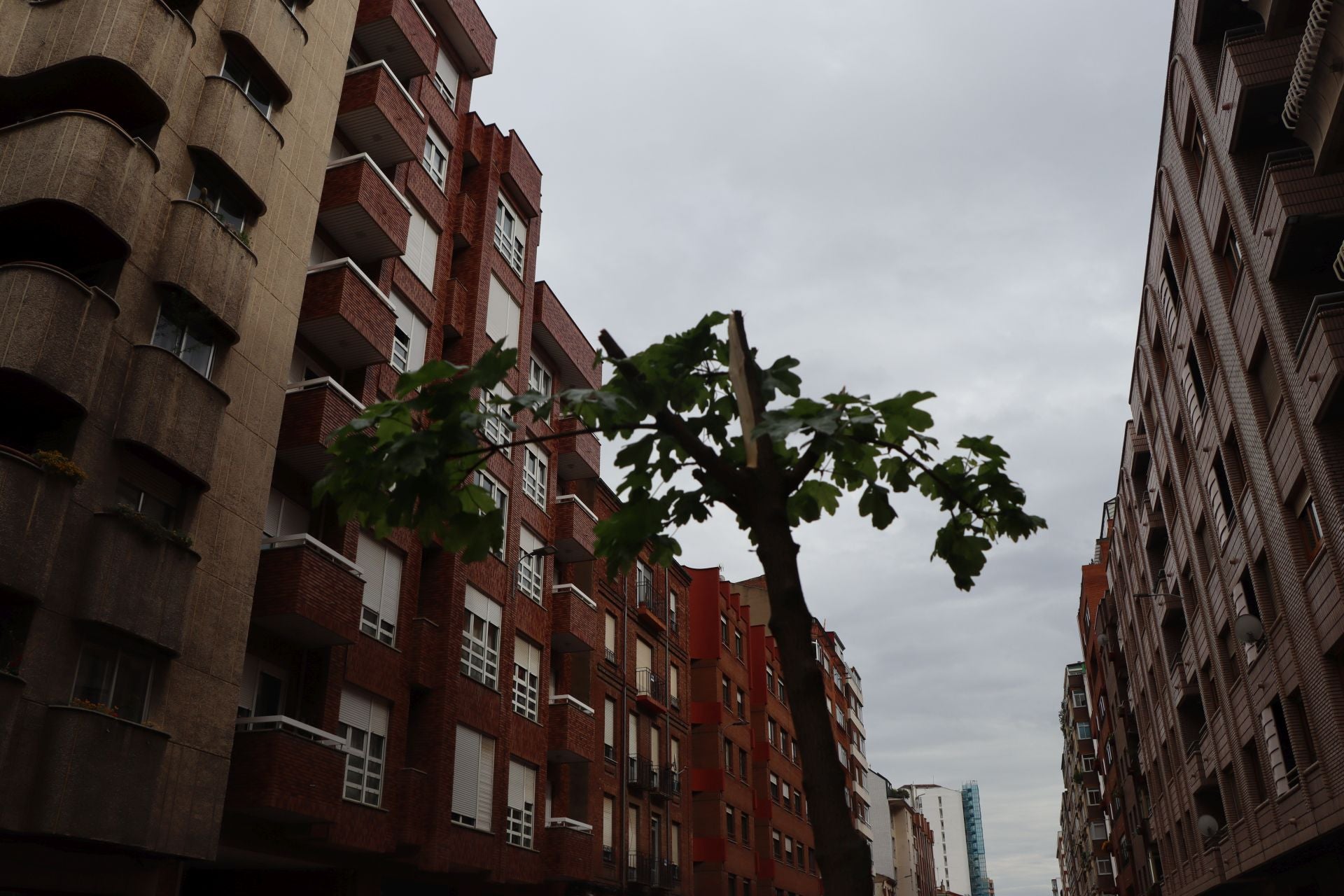 18 árboles destrozados en Padre Isla