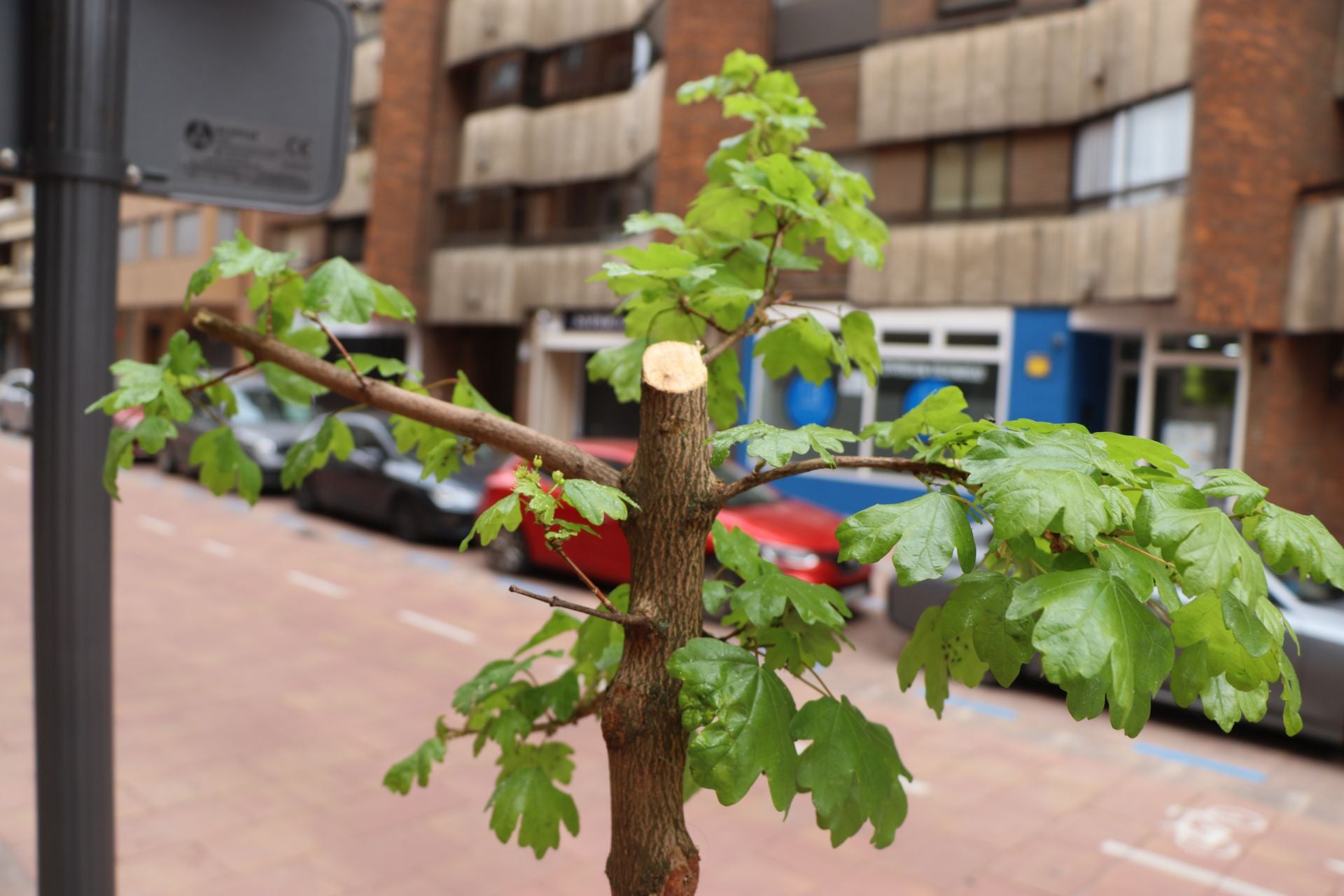 18 árboles destrozados en Padre Isla