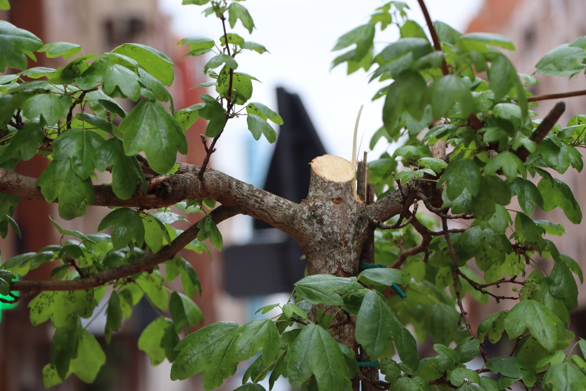 18 árboles destrozados en Padre Isla