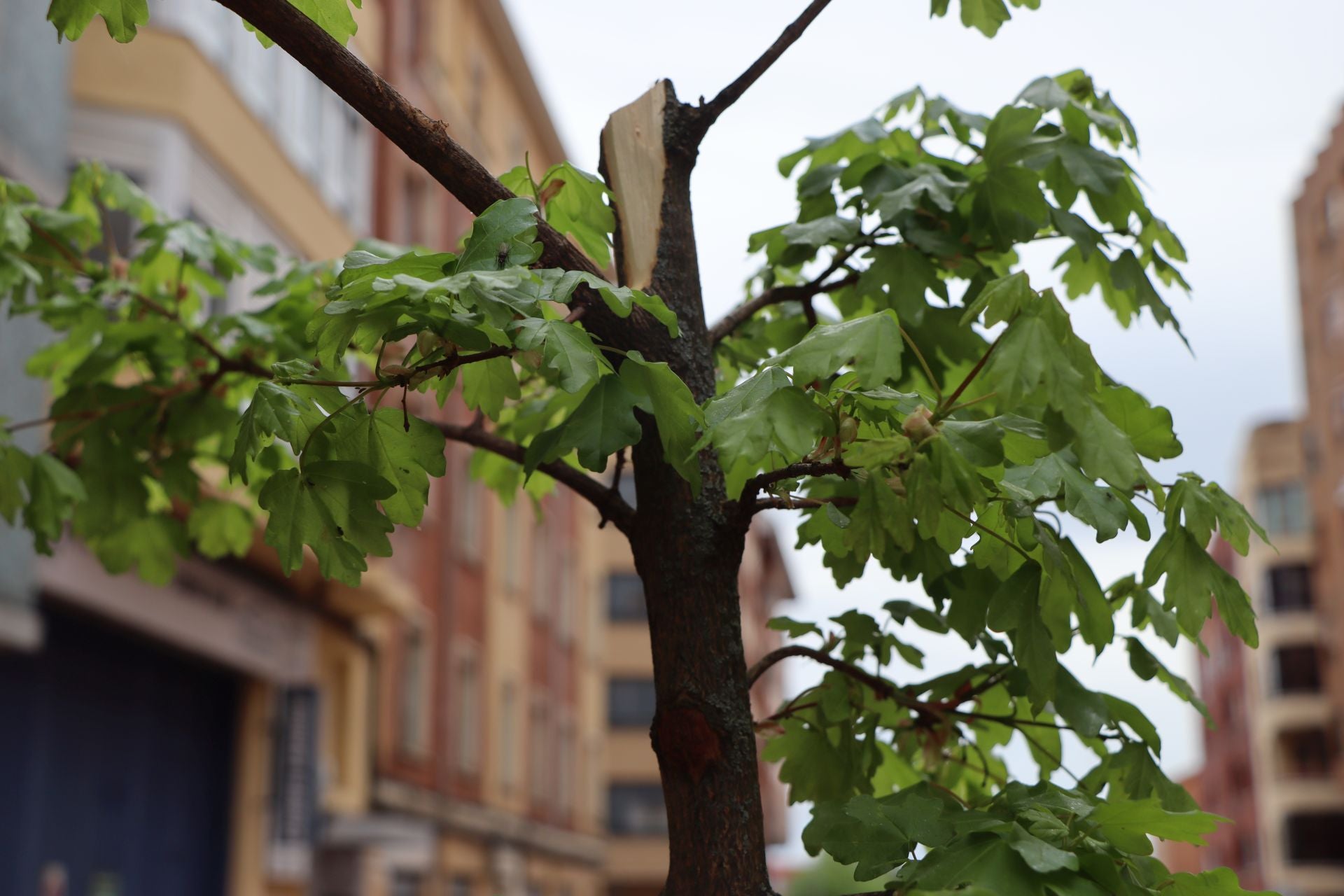 18 árboles destrozados en Padre Isla