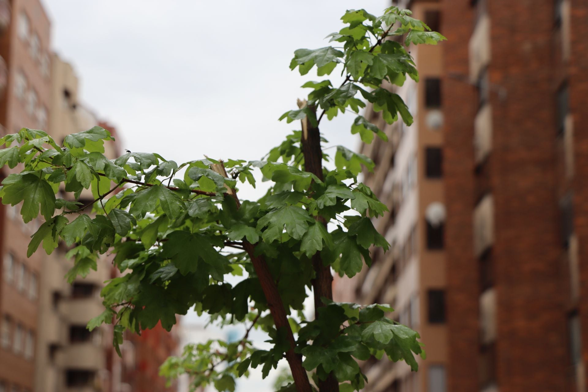 18 árboles destrozados en Padre Isla