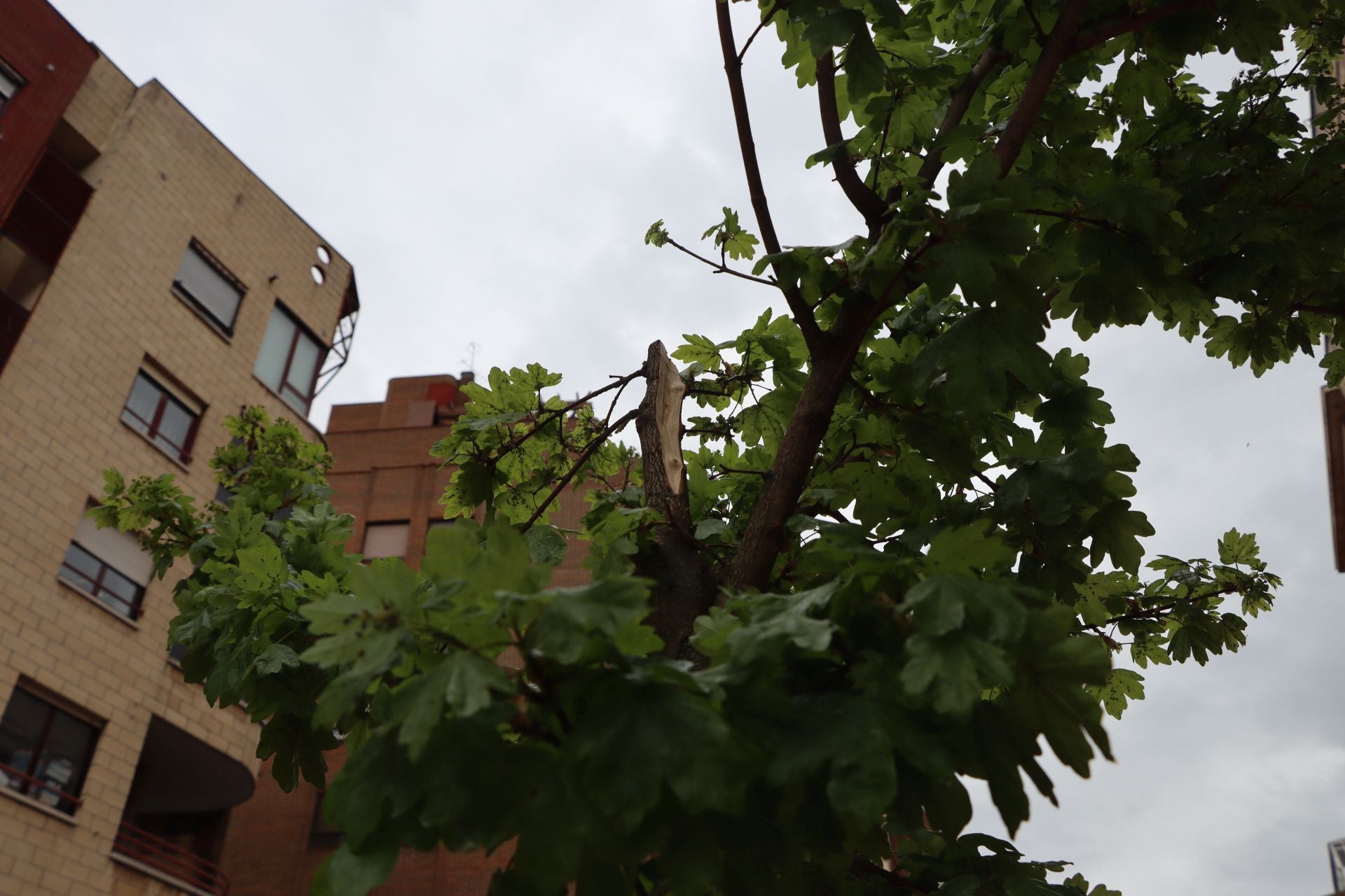 18 árboles destrozados en Padre Isla