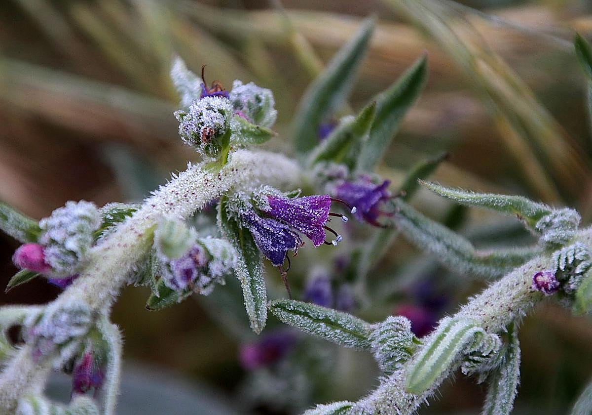 Imagen de flores con escarcha en una helada en el mes de junio de 2019.