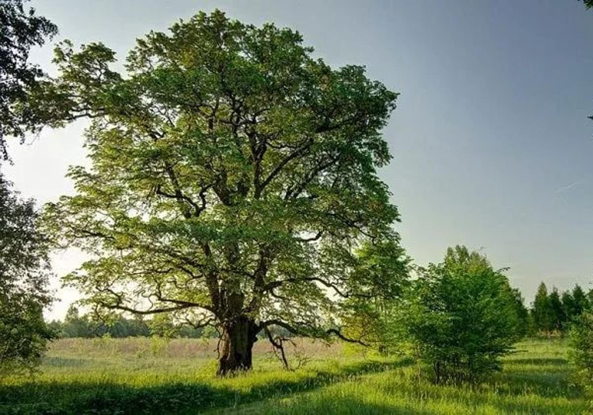 La CHD aspira a que el olmo blanco vuelva a ser el árbol emblemático de Castilla y León