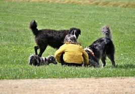 Una niña con perros carea.