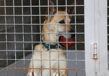 La Diputación de León apoya con 10.000 euros a las protectoras de animales de la provincia