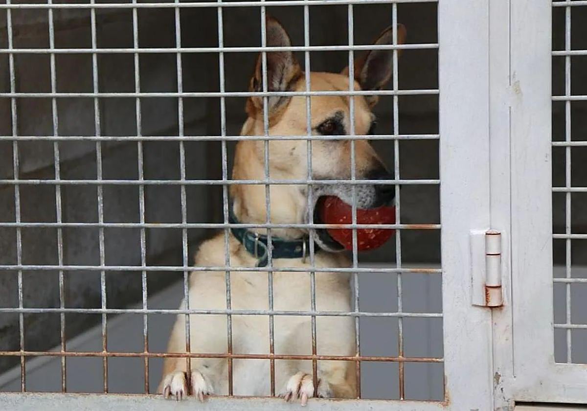 La Diputación de León apoya con 10.000 euros a las protectoras de animales de la provincia