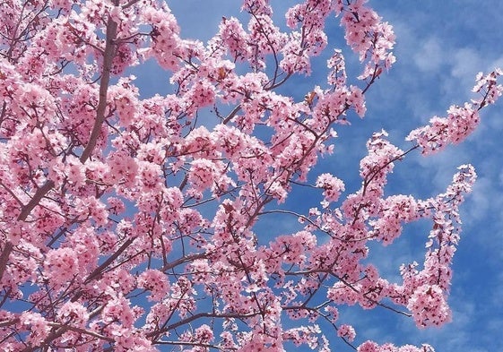 Imagen de archivo de un árbol en flor en primavera en León.
