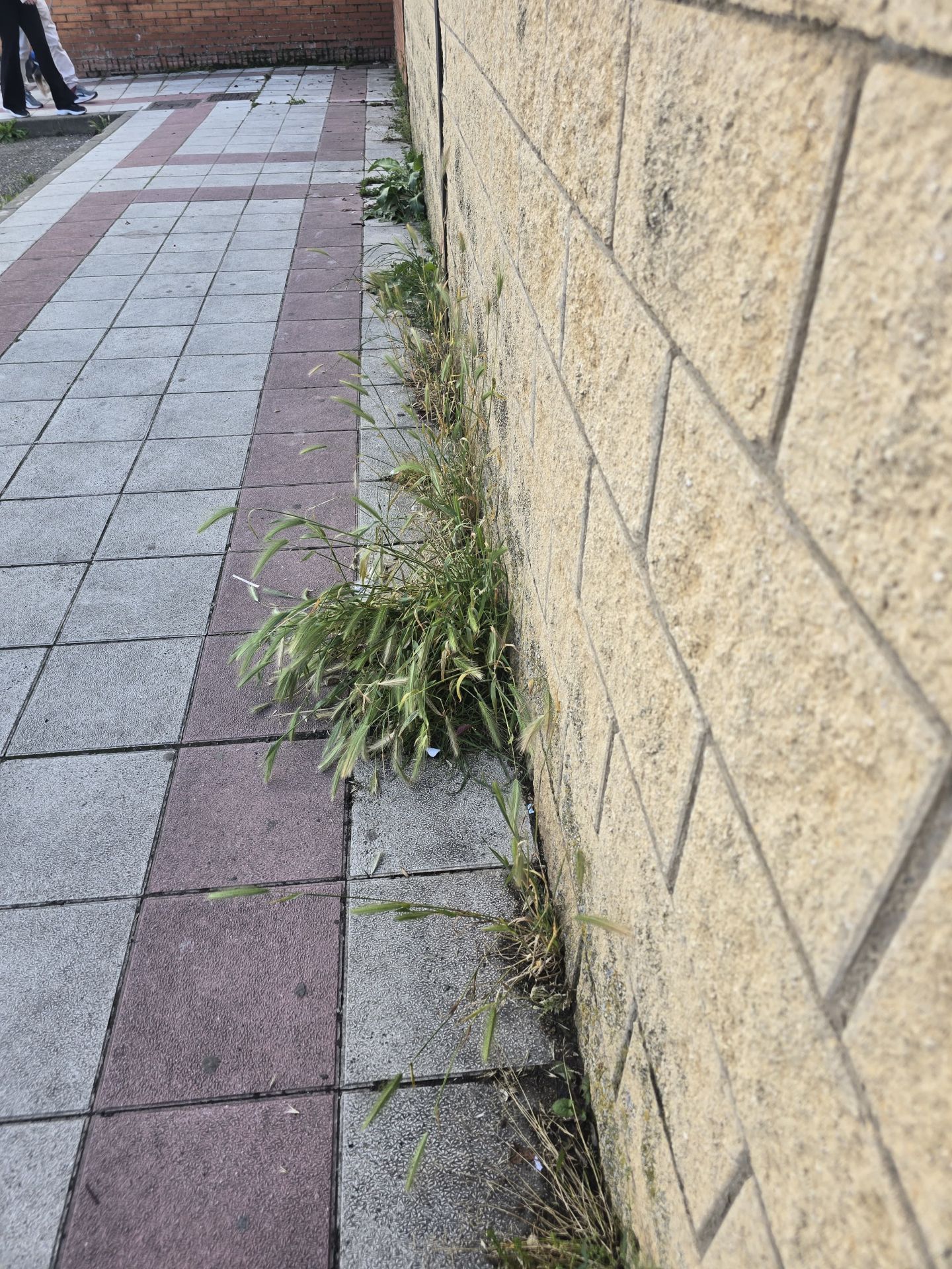 Nuevas quejas de vecinos de Trobajo del Camino