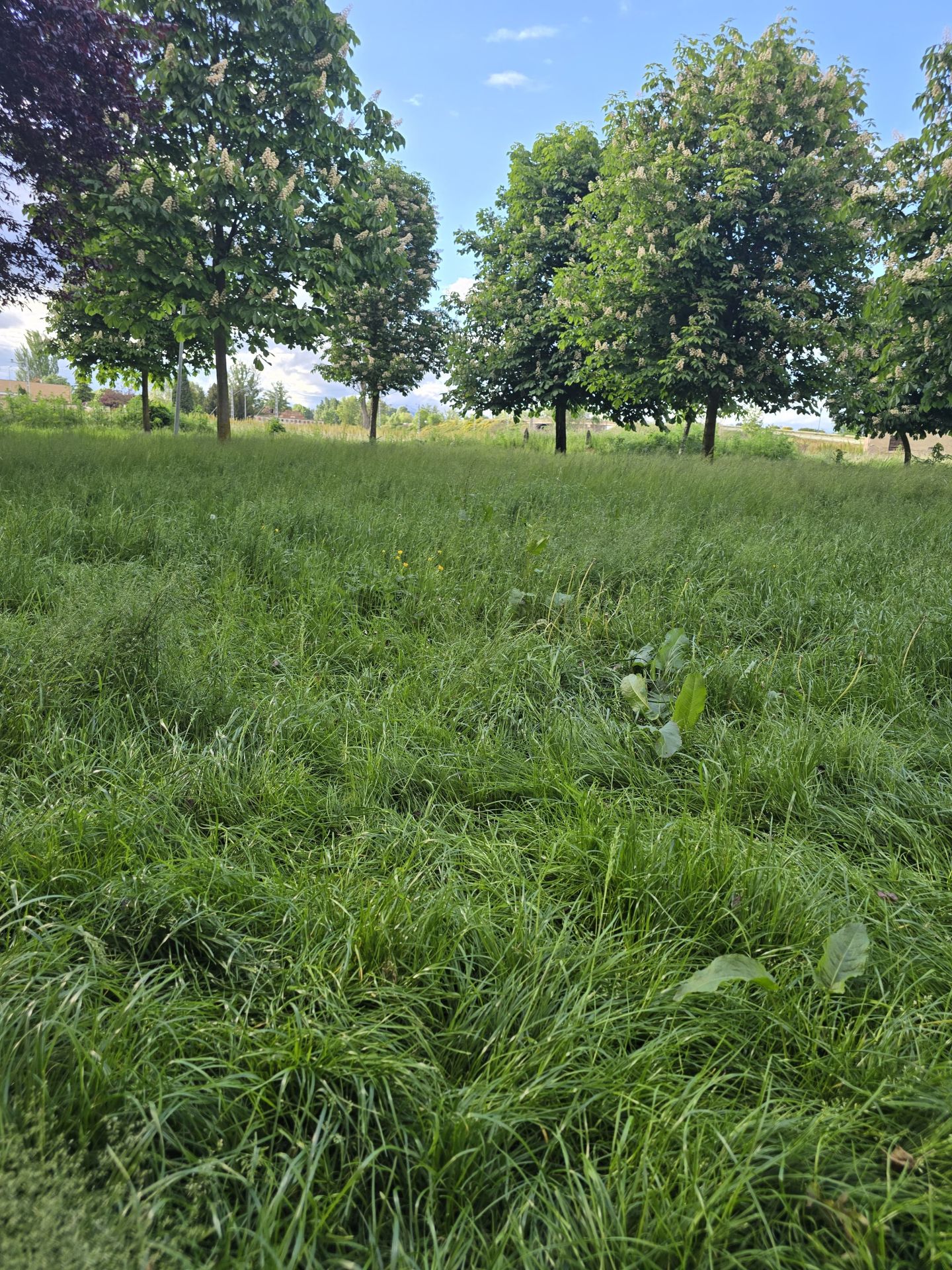 Nuevas quejas de vecinos de Trobajo del Camino
