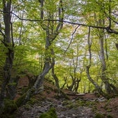El Faedo de Ciñera.