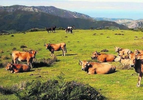 Ganadería de montaña.
