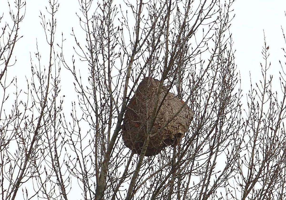 Unnido de velutina en Ponferrada.