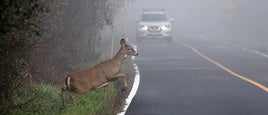 Un corzo cruzando una carretera.