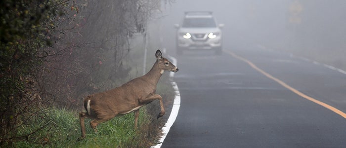 Accidentes con animales: Estos son los puntos críticos de las carreteras de León