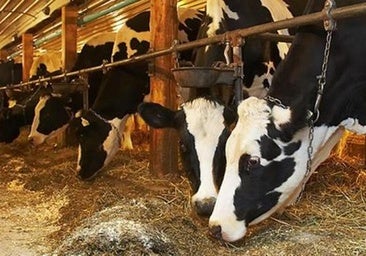 Seis euros por vaca y 350 por explotación, la ayuda de la Diputación de León a los ganaderos