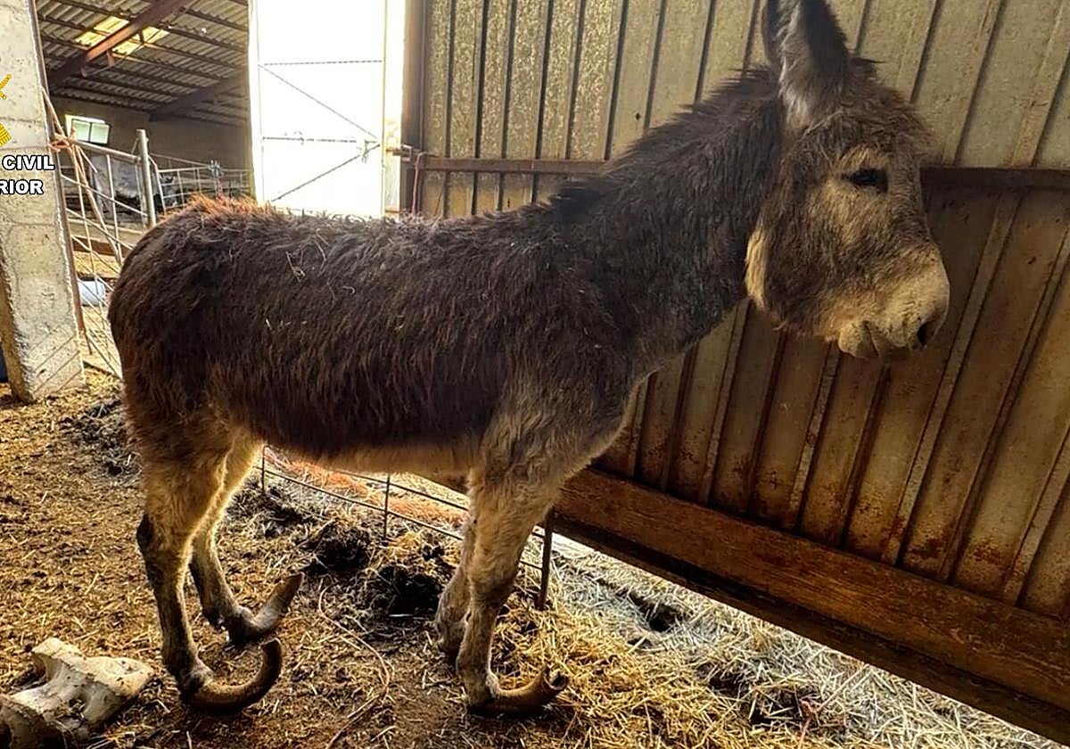 Imagen de un burro en la granja.