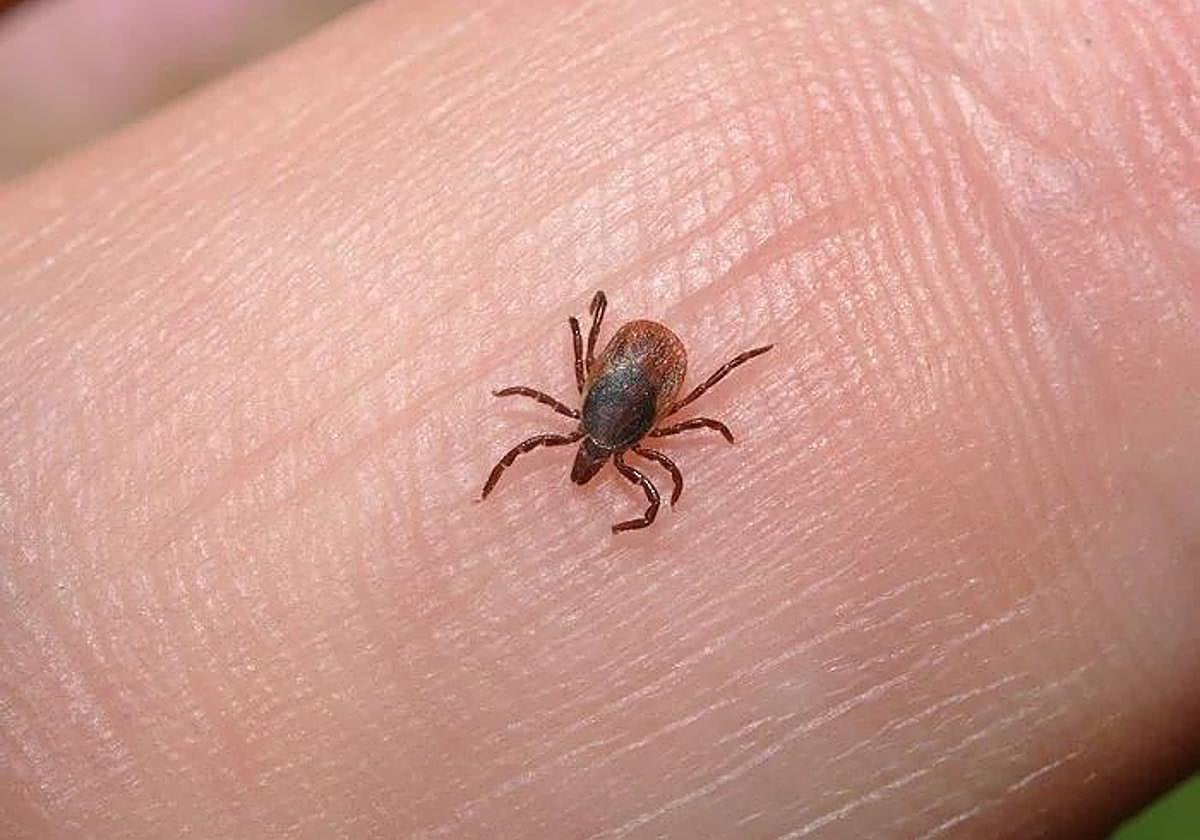 Imagen de archivo de una garrapata.