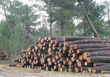 Licitan la subasta de 26 lotes de madera valorados en 1,1 millones en León