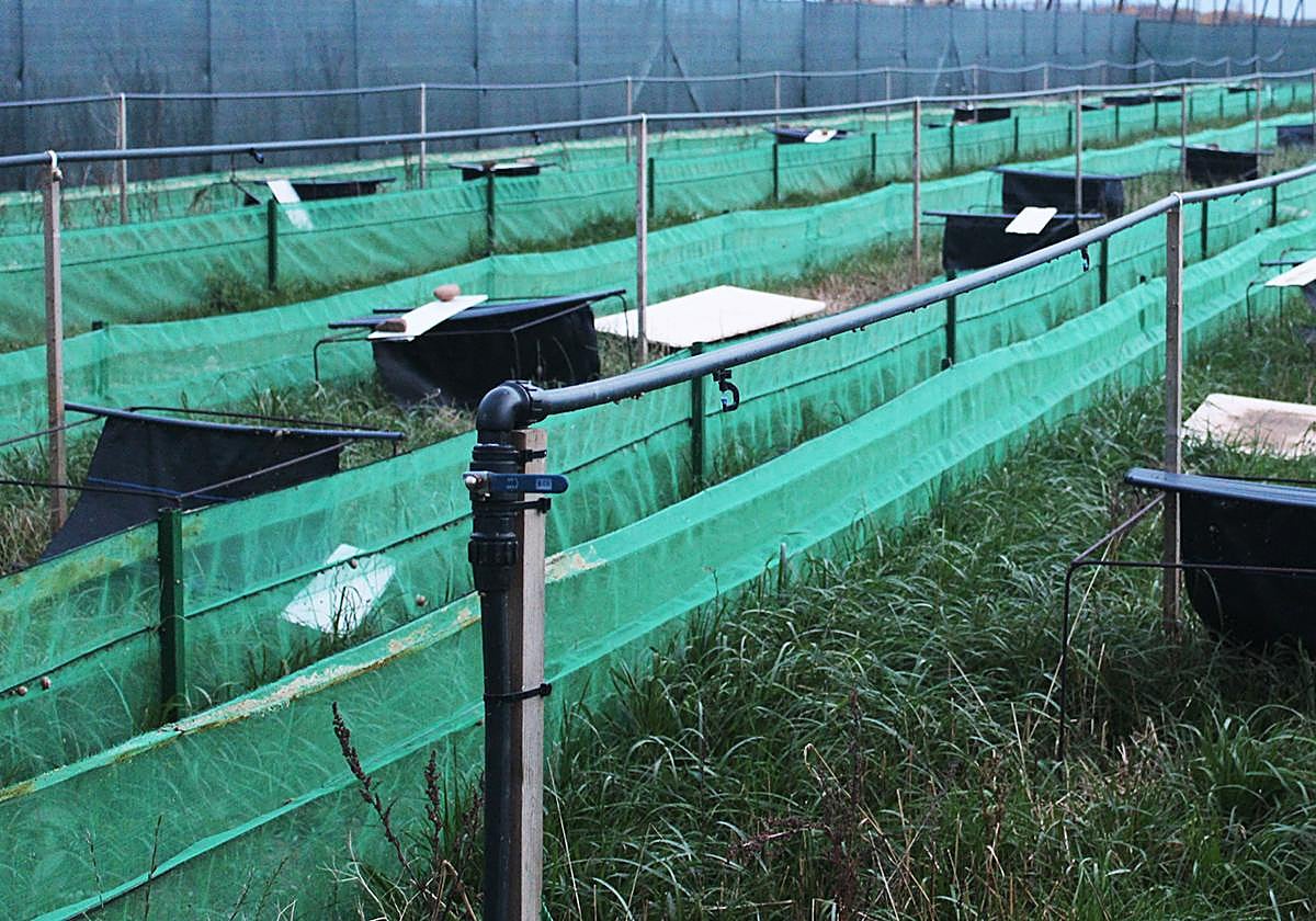 Imagen de Finca los Tesedos en Quintanilla de Sollamas.