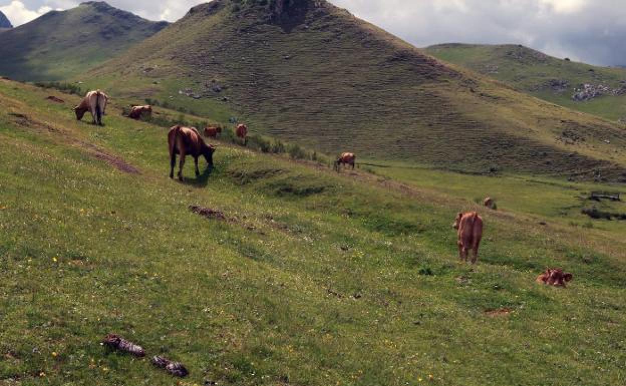 Unas vacas pastan en una de las zonas de Puerto Pinos en una imagen de archivo.