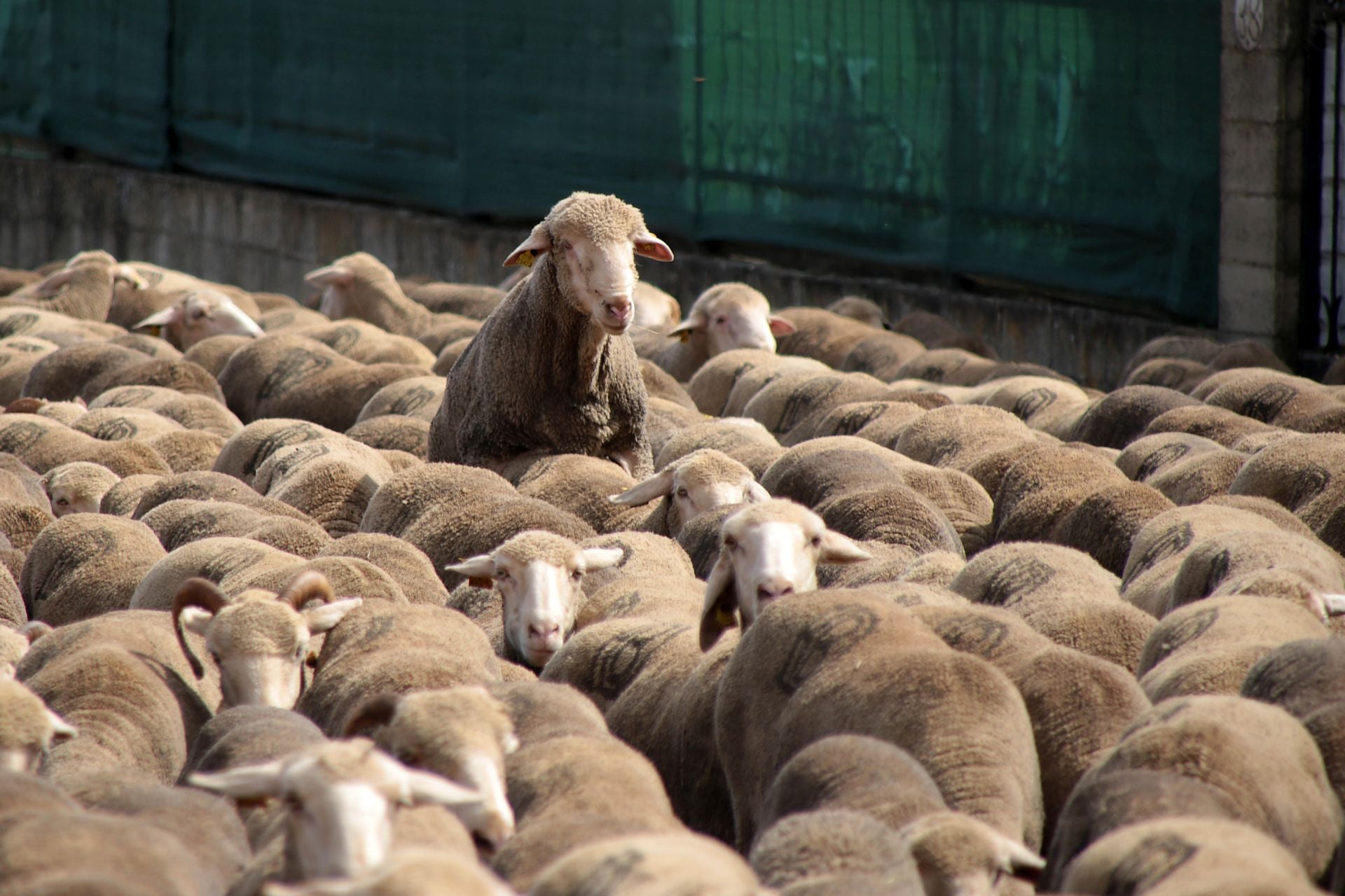 Un rebaño de 2.500 ovejas atraviesa León buscando pastos al norte