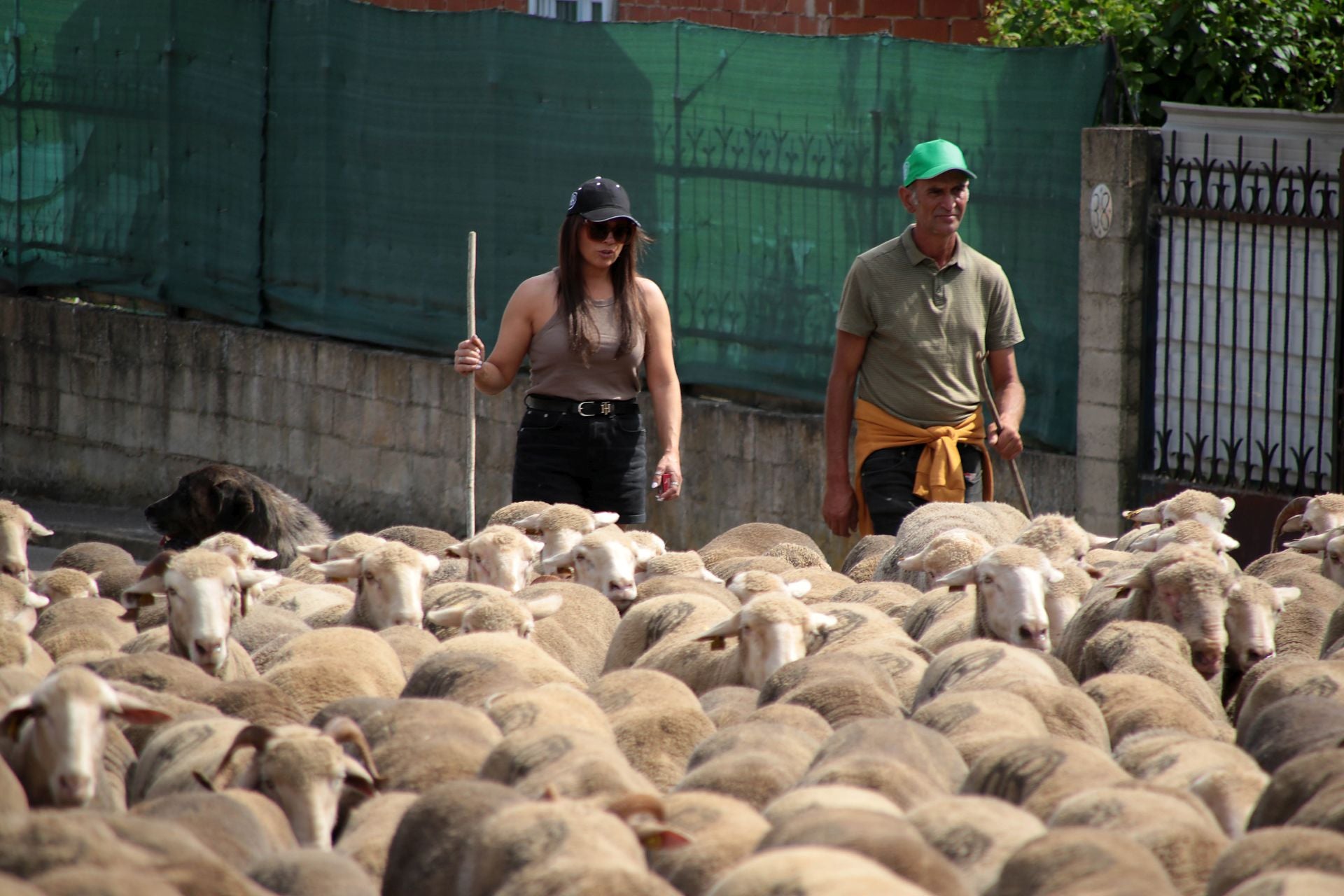 Un rebaño de 2.500 ovejas atraviesa León buscando pastos al norte