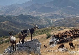 Imágenes de Babia durante la trashumancia
