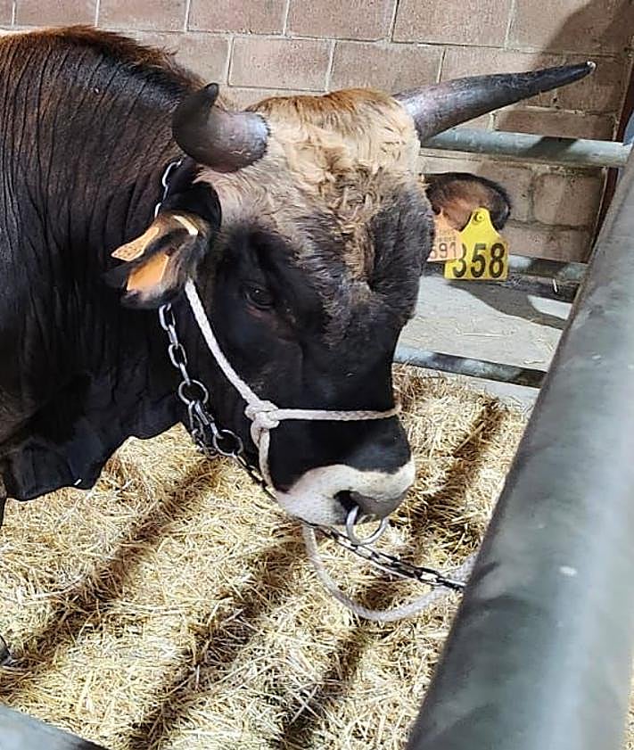 Imagen secundaria 2 - Imágenes del semental adquirido por Víctor. 