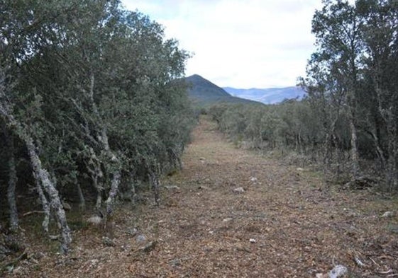Imagen de archivo de una pista forestal.