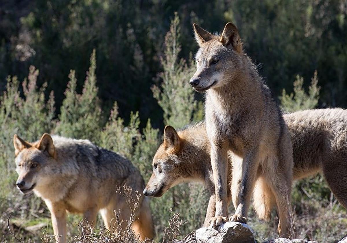 Una manada de lobos ibéricos.