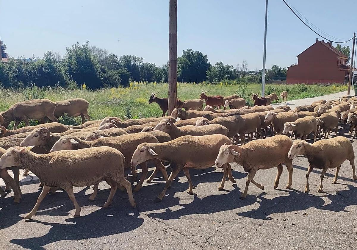 Imagen de archivo de ovejas.