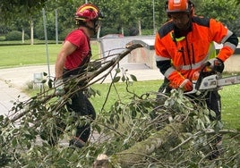 Bomberos cortan y retiran un árbol caído en el parque Santos Ovejero.