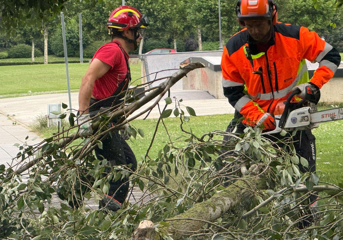 Bomberos cortan y retiran un árbol caído en el parque Santos Ovejero.