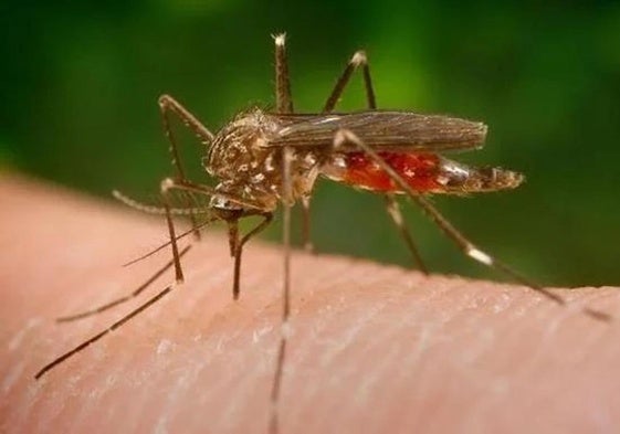 Imagen de archivo de un mosquito.