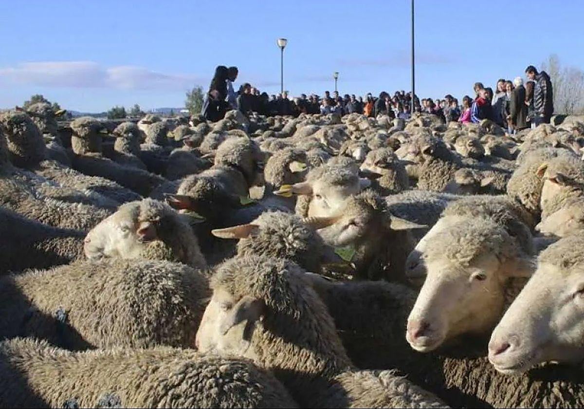 El sector de la transhumancia ha sido clave para la economía de Salamón durante siglos.