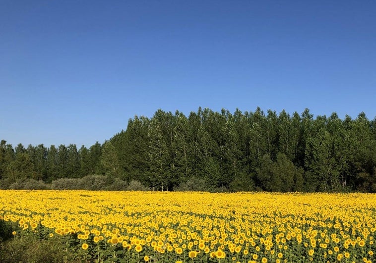 Cambio en el tiempo de León: del aviso amarillo por más de 35 grados a máximas de 23