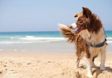 Las mejores playas cerca de León para disfrutar con tu mascota