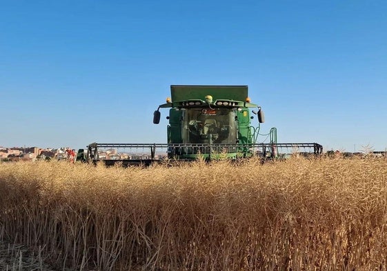 Labores de siega de colza en la provincia de Zamora.