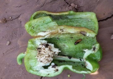 Una plaga de polillas y de orugas roedoras de piel en frutales acecha a los pimientos del Bierzo
