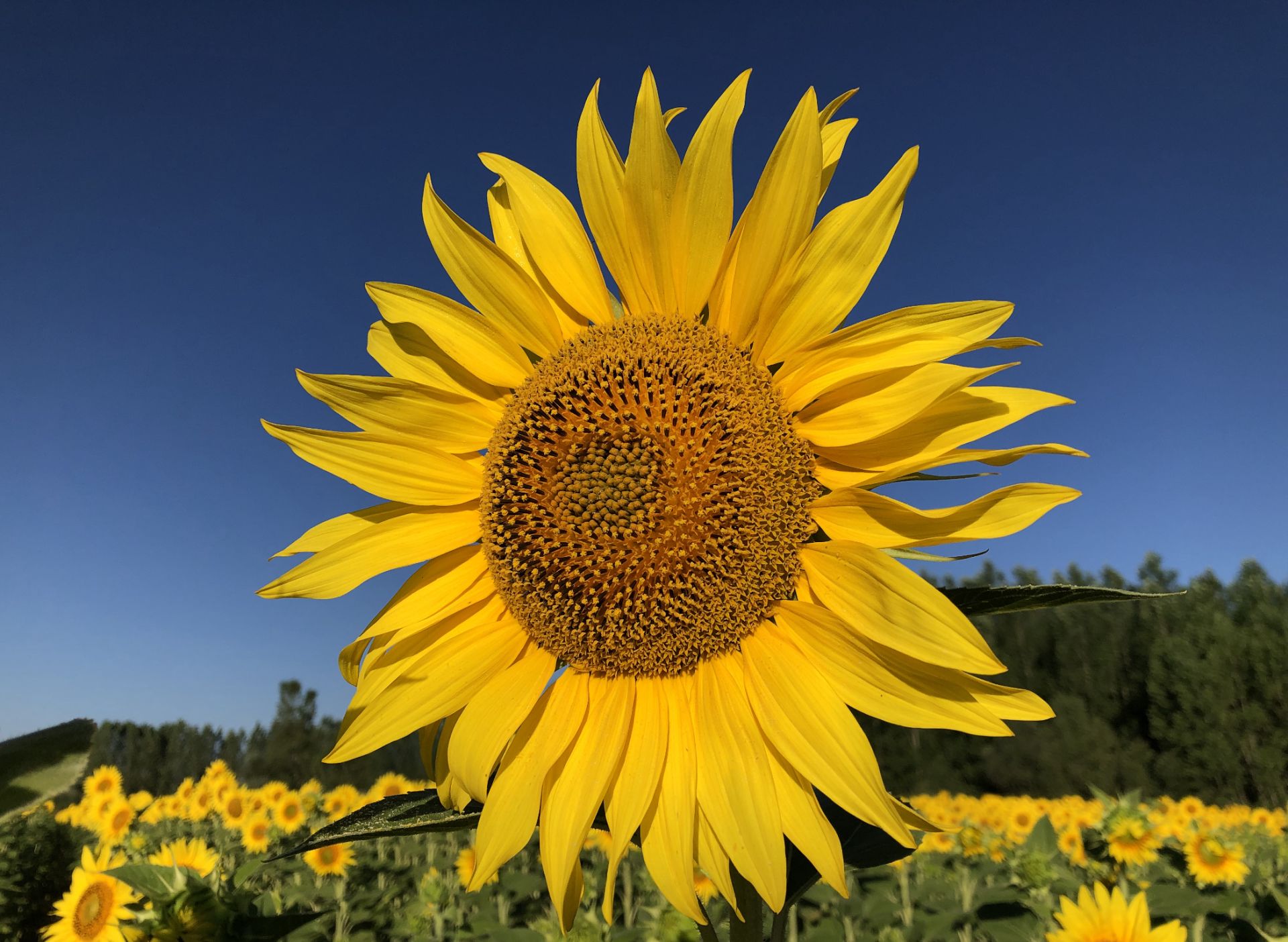 Imagen campo de girasoles.