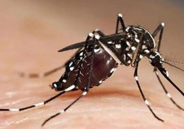 Mosquito tigre.