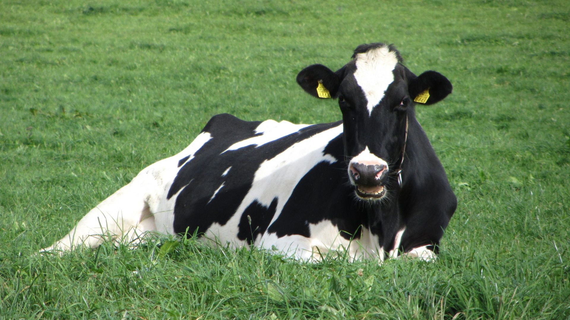 Una vacuna producida en León para tratar la lengua azul en ovejas extiende su uso