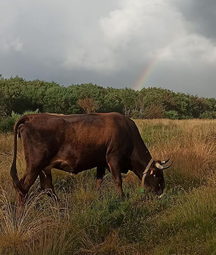 Imagen secundaria 2 - De estar al borde de la extinción a ser protagonista en Netflix: el renacer de la mantequera leonesa