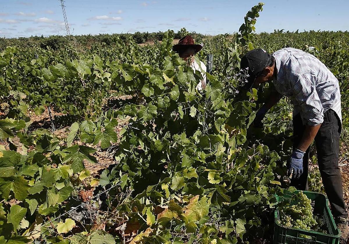 Vendimia a mano de albarín en la DO León.