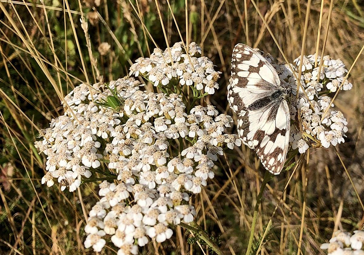 Imagen de flores y una mariposa.