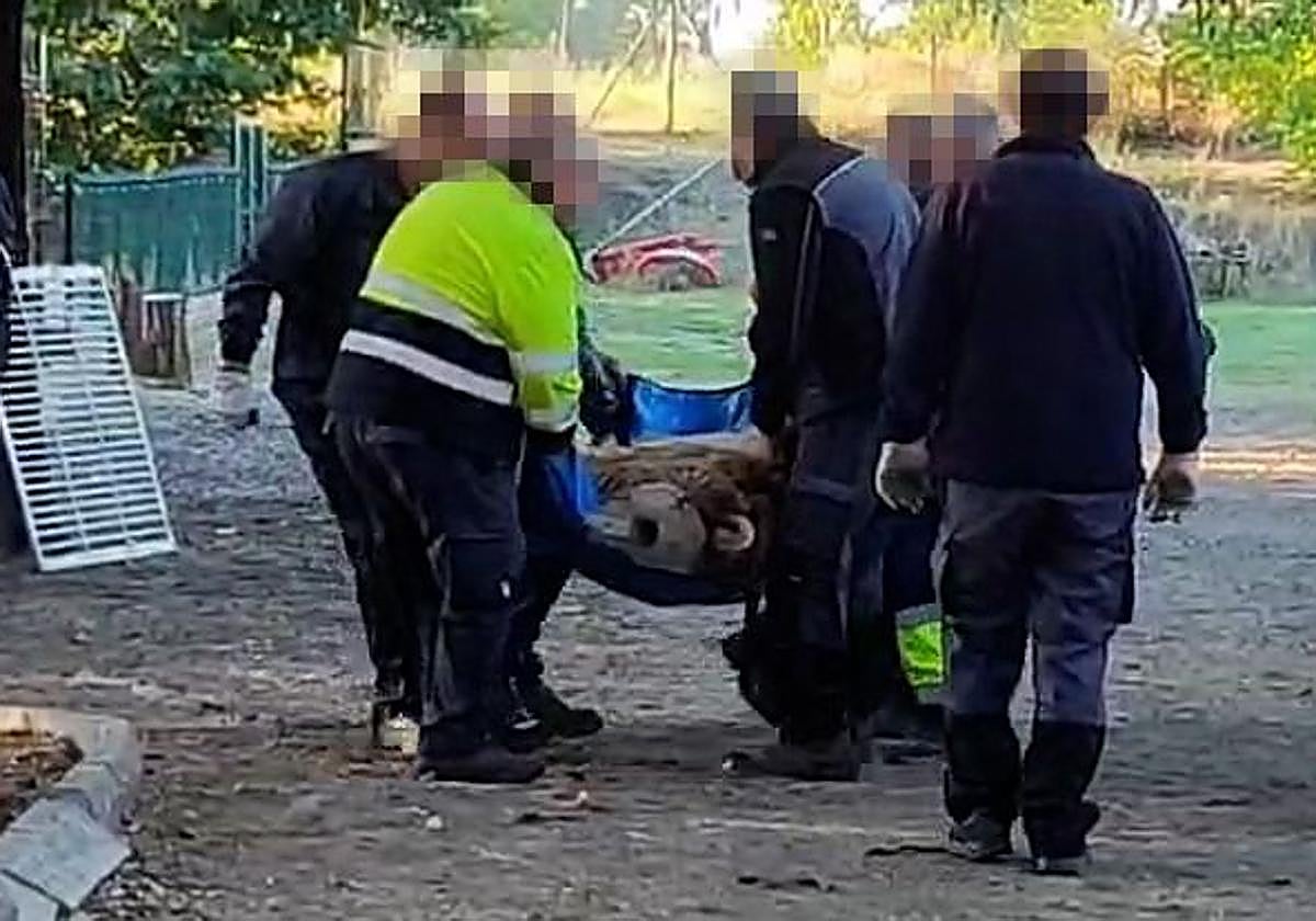 Salida del Coto Escolar de uno de los osos.