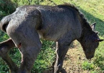 Cinco ataques de lobo seguidos en ocho días