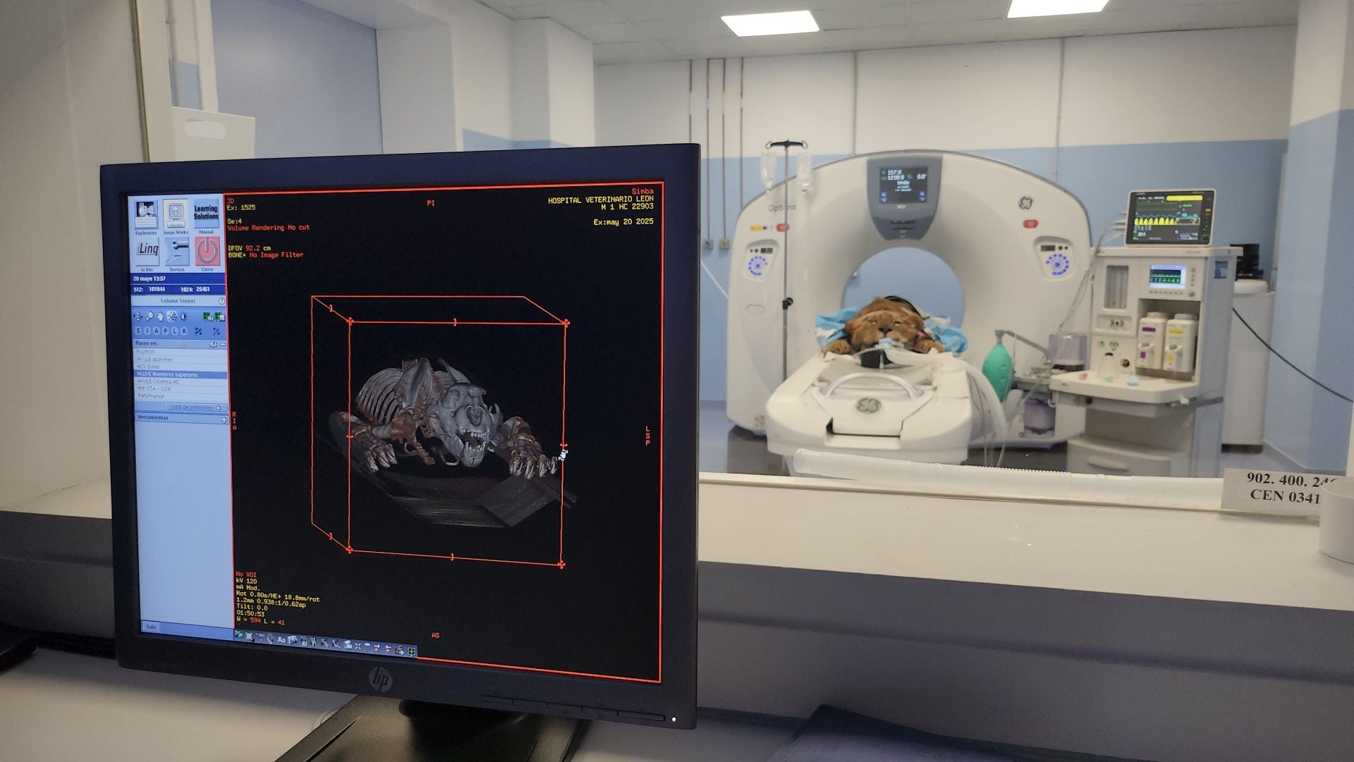 Tratamiento de dos leones de Cabárceno en León
